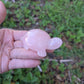 Rose Quartz Turtle Carved India (S-2)