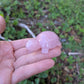 Rose Quartz Turtle Carved India (S-3)