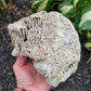 Agatized Coral pair from Hillsborough County, Florida