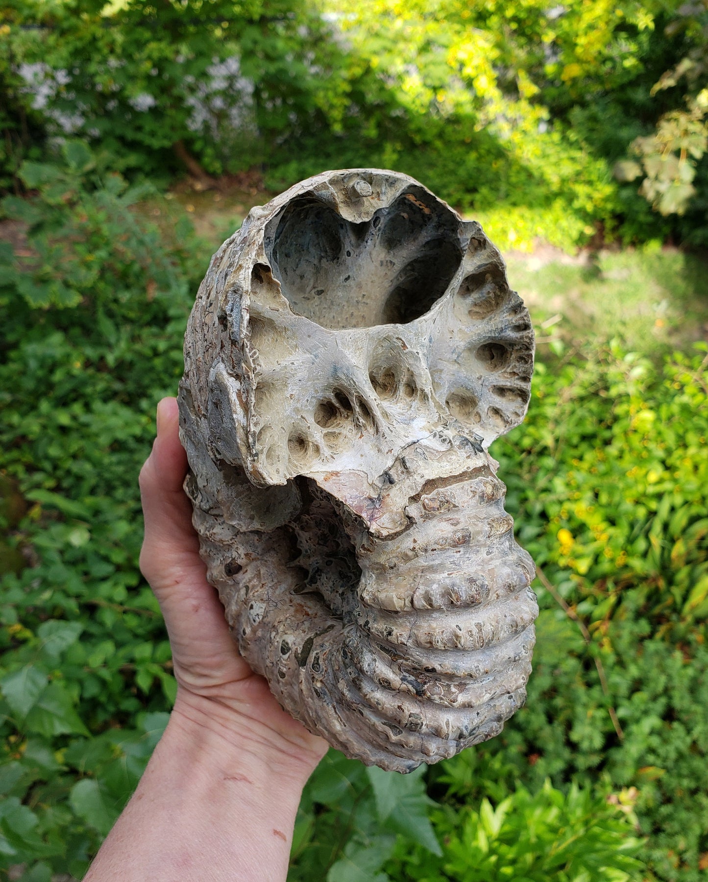 Tractor Ammonite Fossil from Madagascar