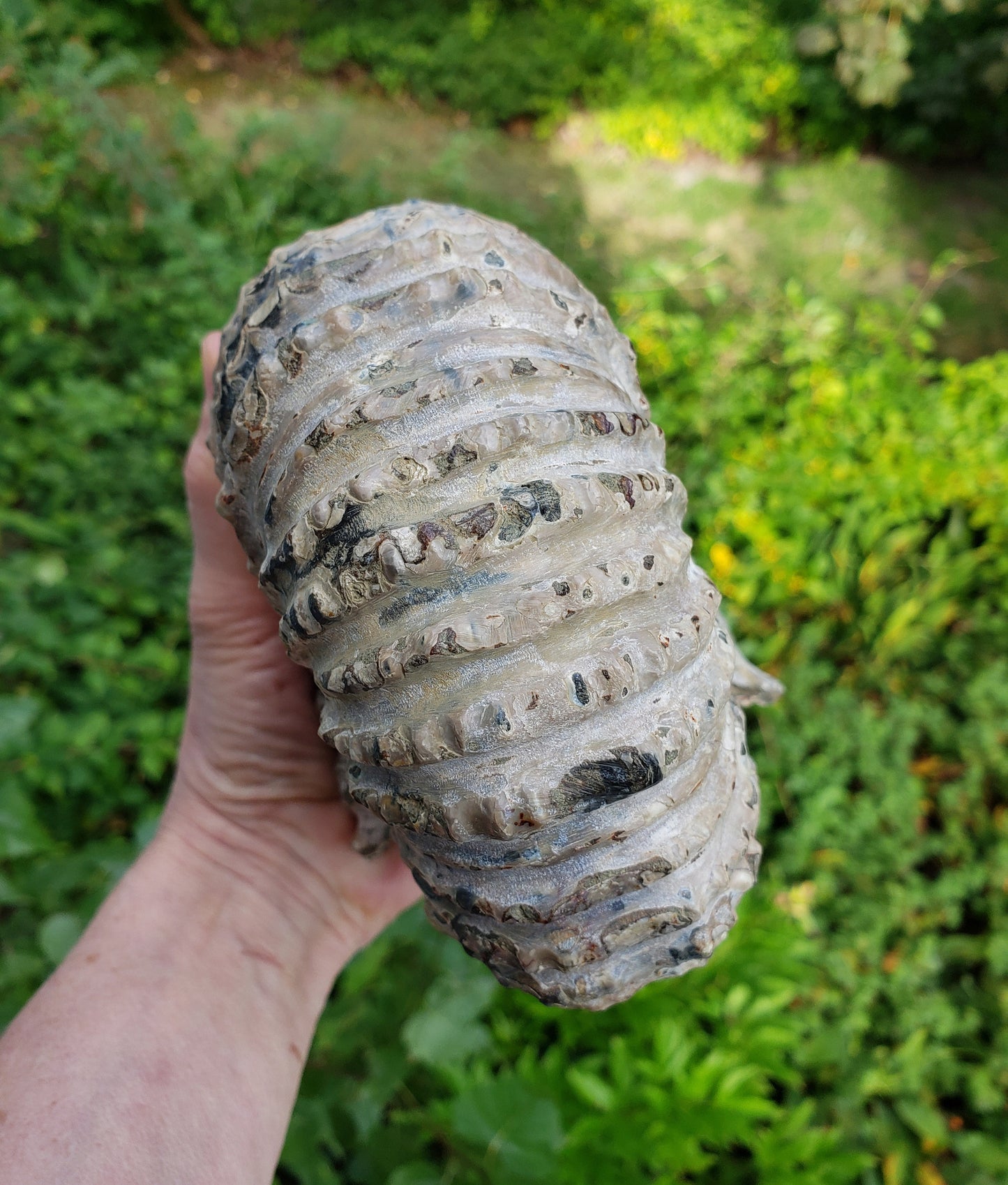 Tractor Ammonite Fossil from Madagascar