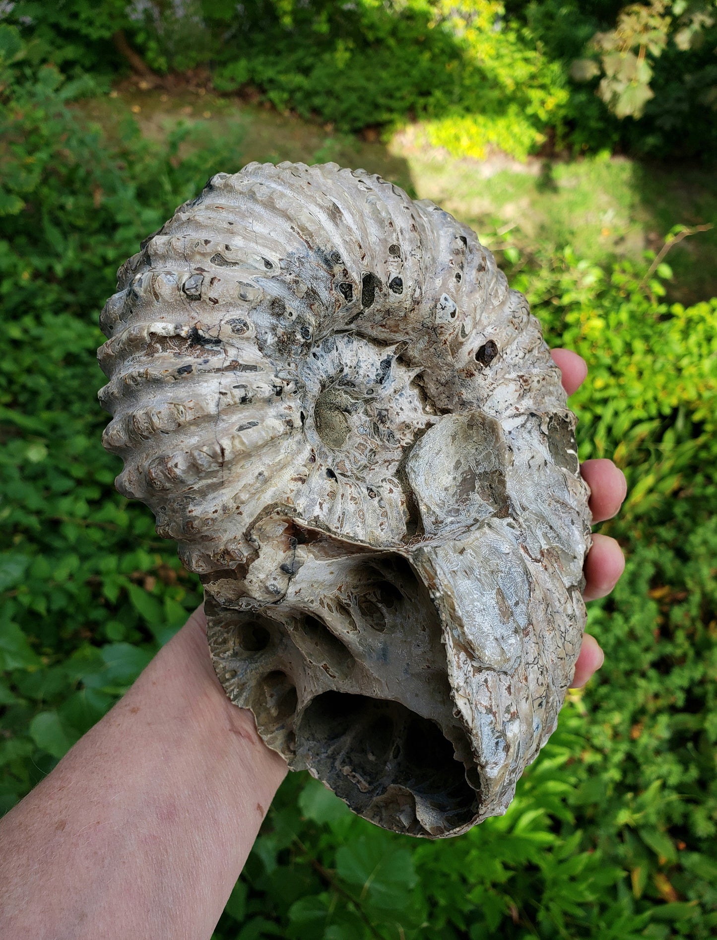 Ammonite (Tractor) from Madagascar