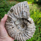 Ammonite (Tractor) from Madagascar