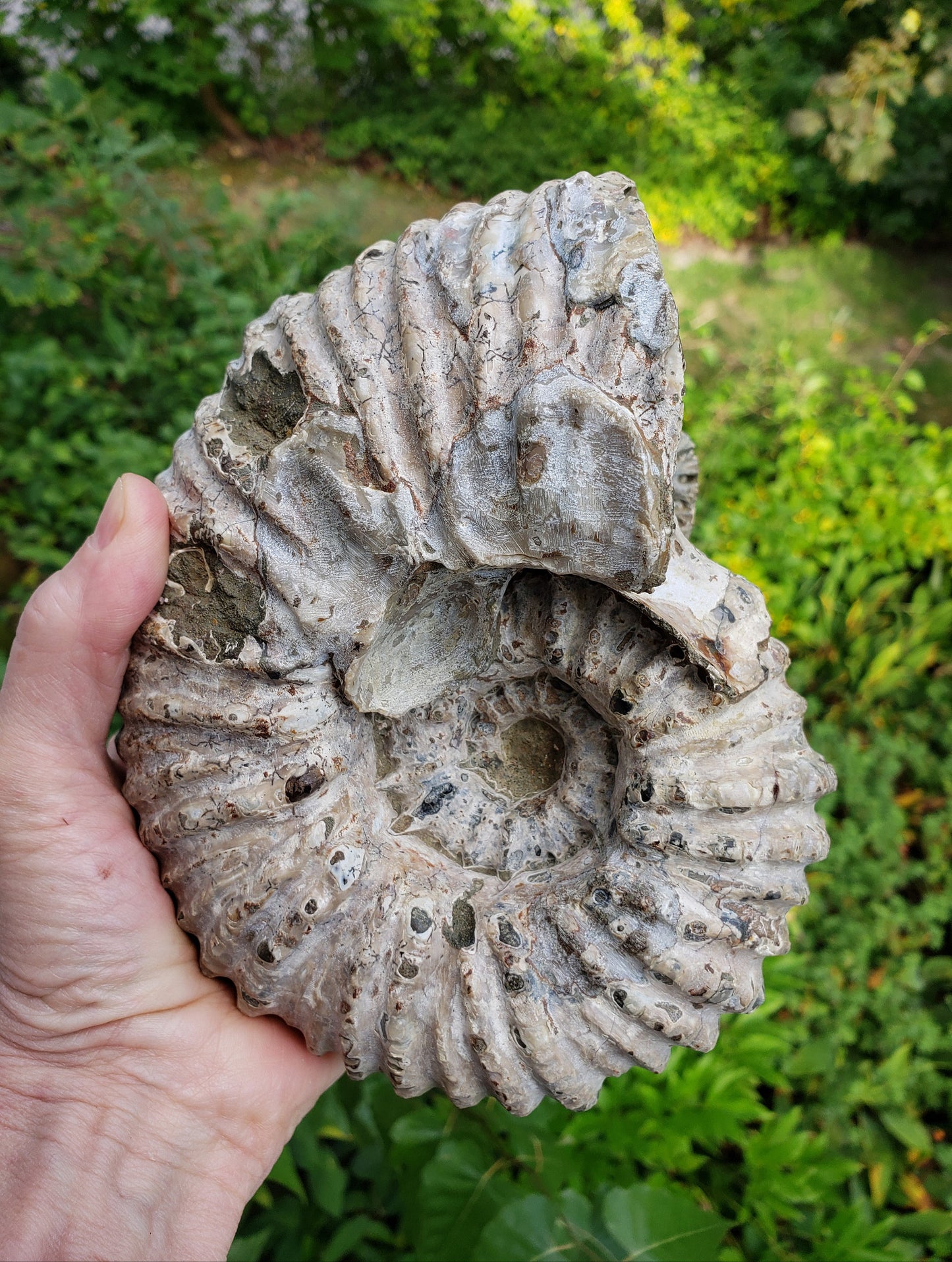 Tractor Ammonite Fossil from Madagascar