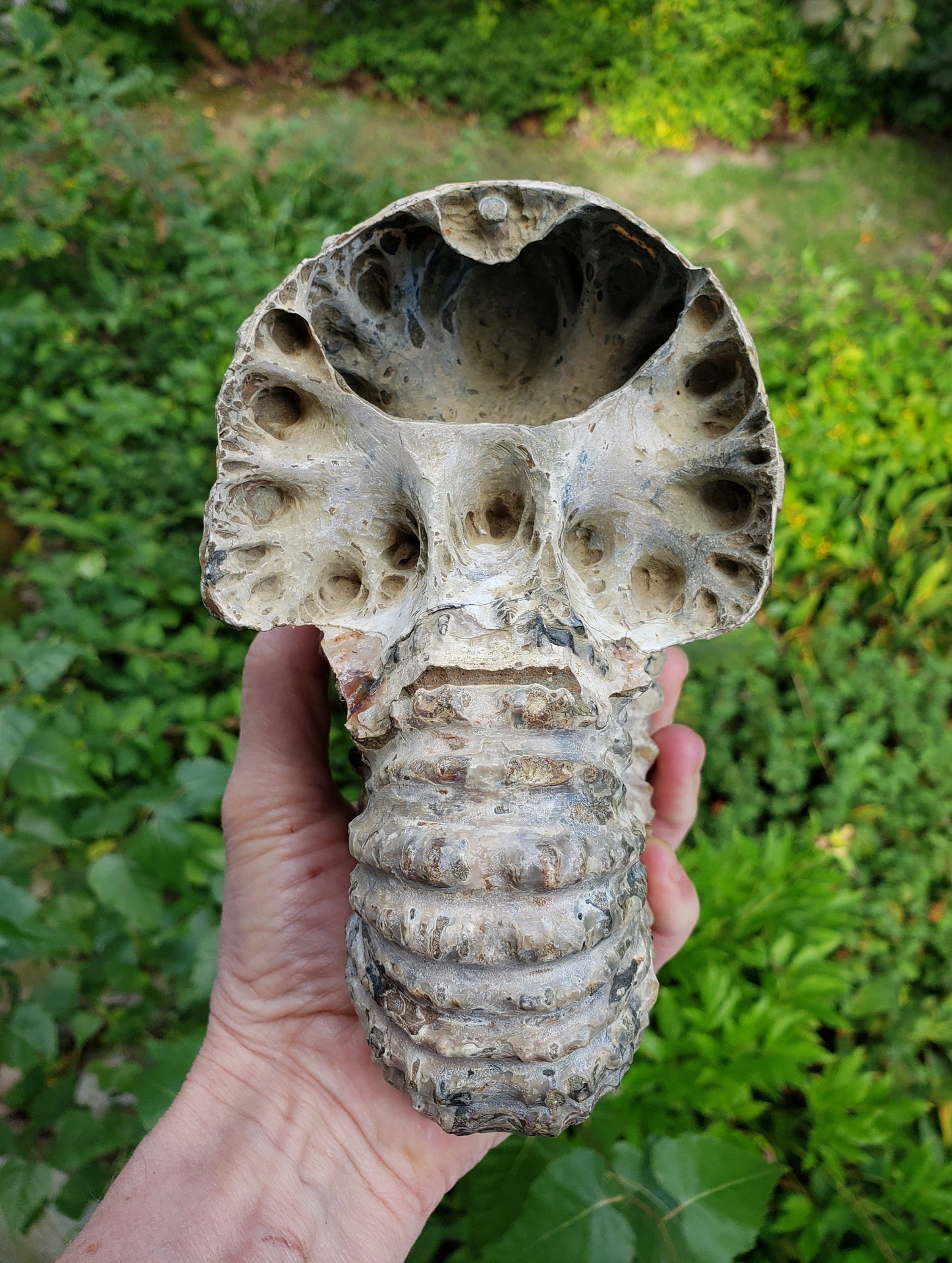 Tractor Ammonite Fossil from Madagascar