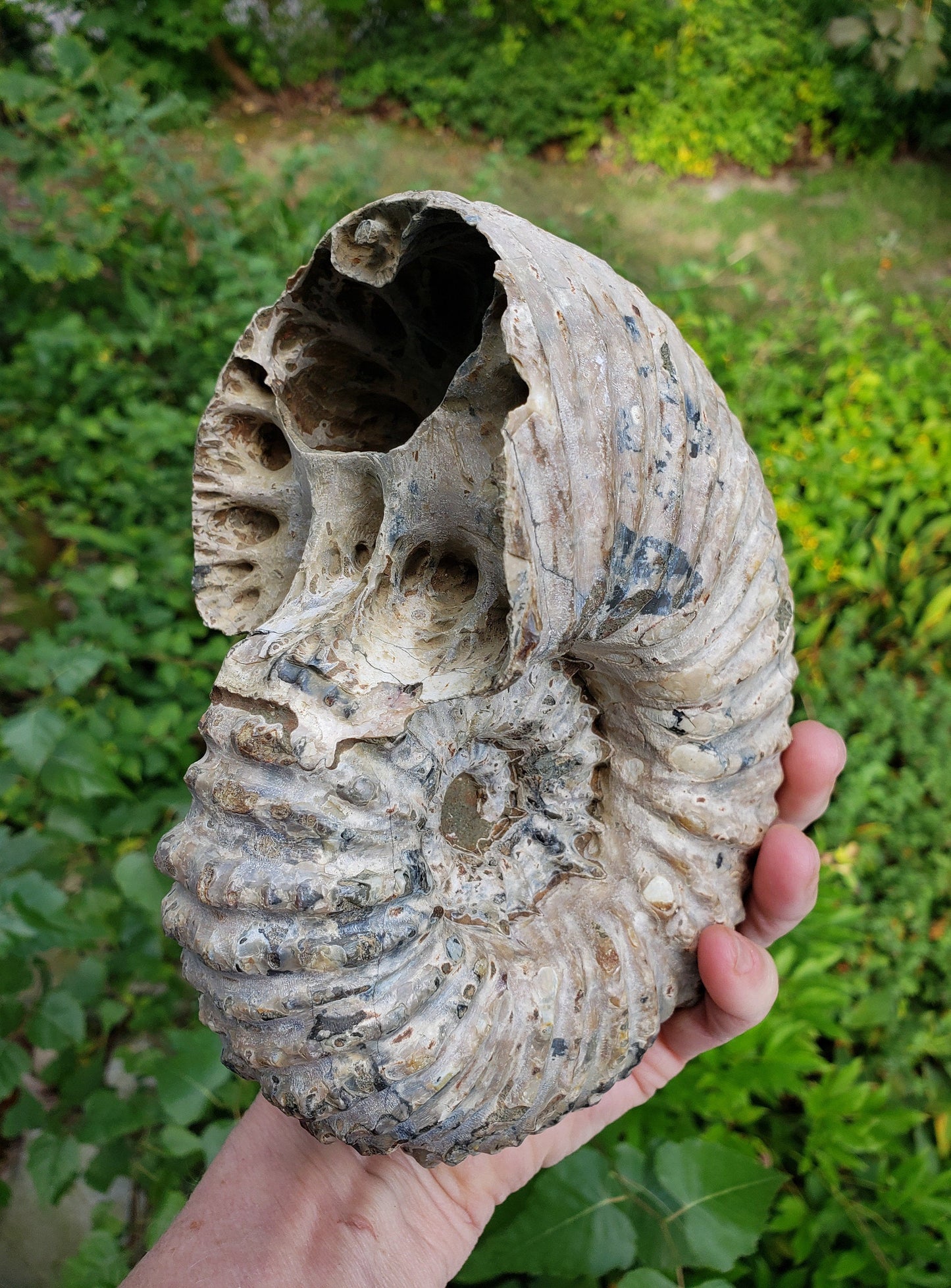 Tractor Ammonite Fossil from Madagascar