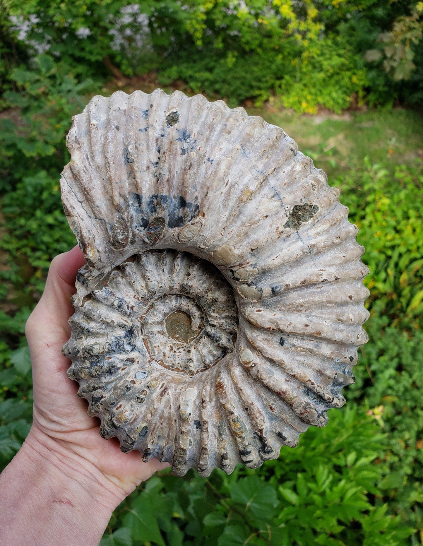 Tractor Ammonite Fossil from Madagascar