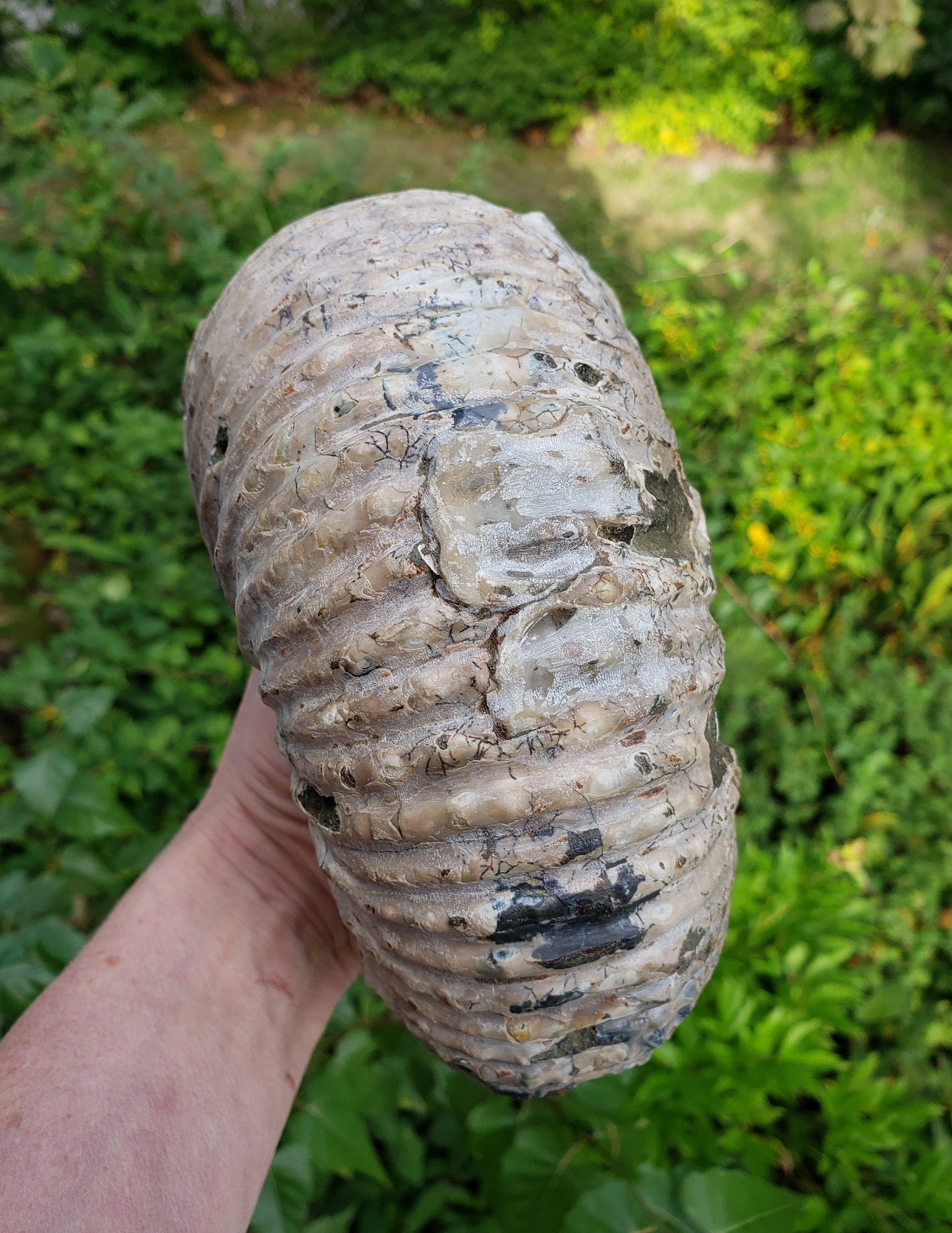 Tractor Ammonite Fossil from Madagascar