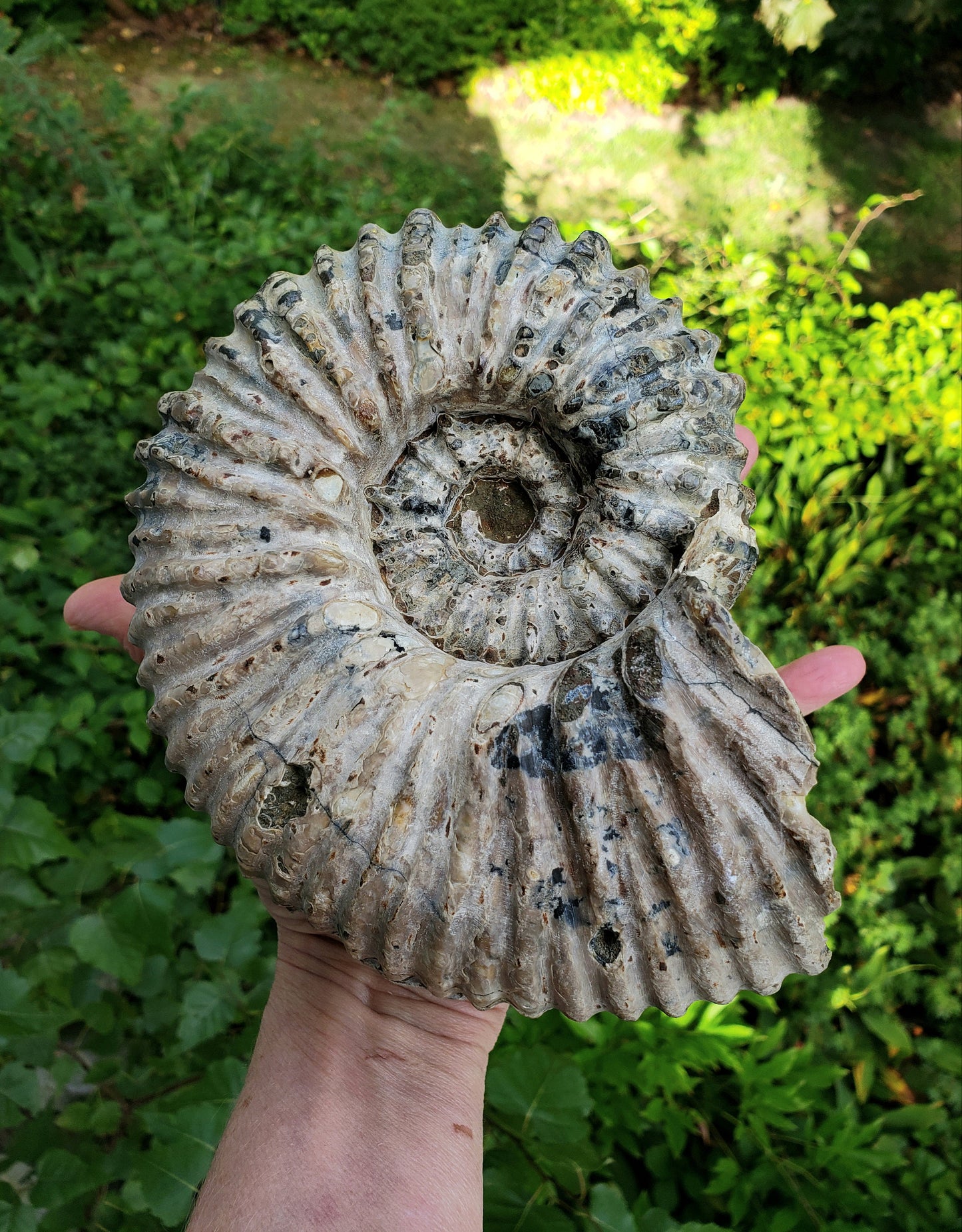 Tractor Ammonite Fossil from Madagascar
